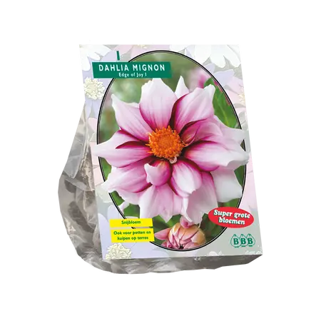 Dahlia Mignon Edge of joy