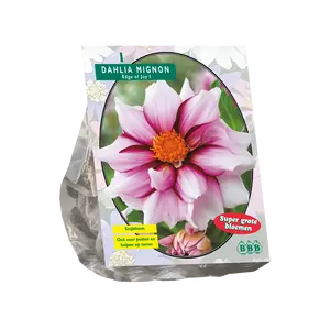Dahlia Mignon Edge of joy