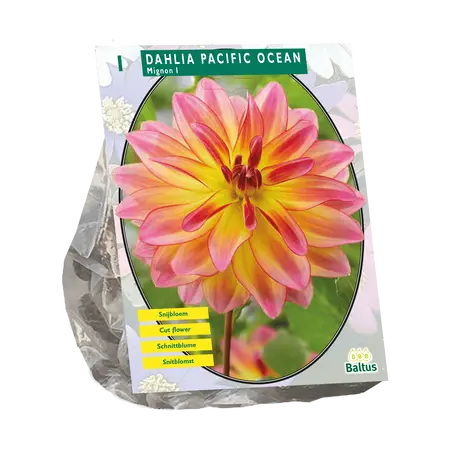 Dahlia Mignon Pacific Ocean