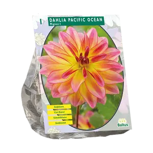 Dahlia Mignon Pacific Ocean