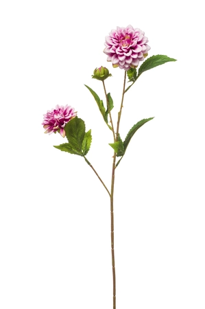 Dahlia mini spray x3 purple 68cm