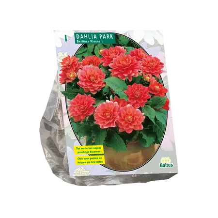 Dahlia Park Berliner Kleene