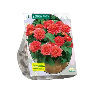 Dahlia Park Berliner Kleene