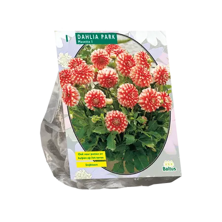 Dahlia Park Musette