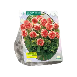 Dahlia Park Musette
