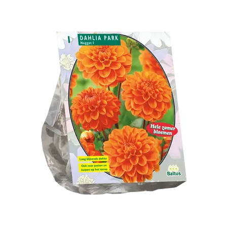 Dahlia Park Nugget