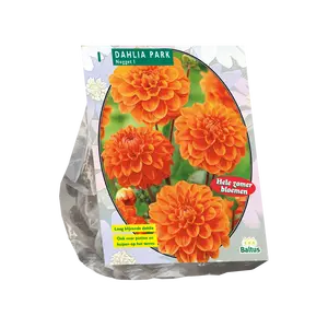Dahlia Park Nugget