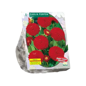 Dahlia Pompon Glow