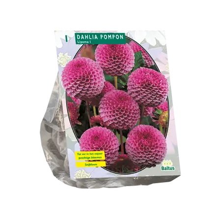 Dahlia Pompon Lipoma