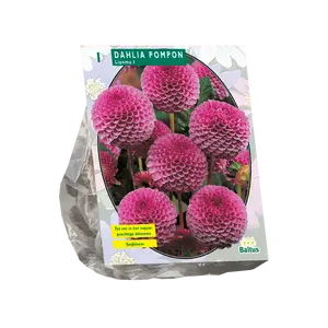 Dahlia Pompon Lipoma