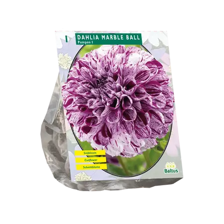 Dahlia Pompon Marble Ball