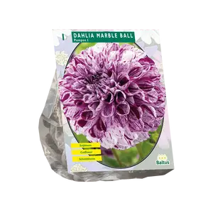 Dahlia Pompon Marble Ball