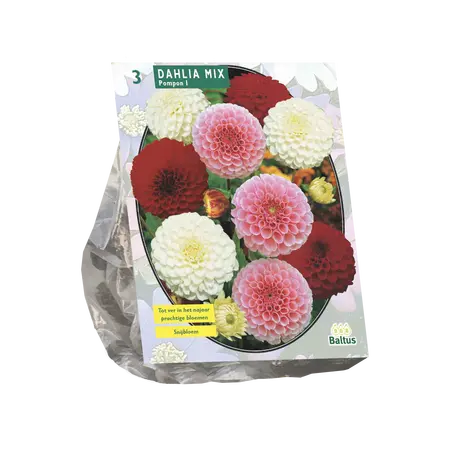 Dahlia Pompon Mix