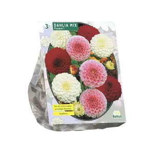 Dahlia Pompon Mix