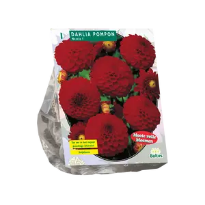 Dahlia Pompon Nescio