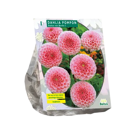 Dahlia Pompon Stolze von Berlin