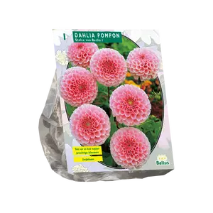 Dahlia Pompon Stolze von Berlin