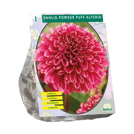 Dahlia Powder Puff Alyshia