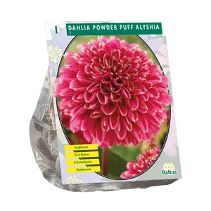 Dahlia Powder Puff Alyshia