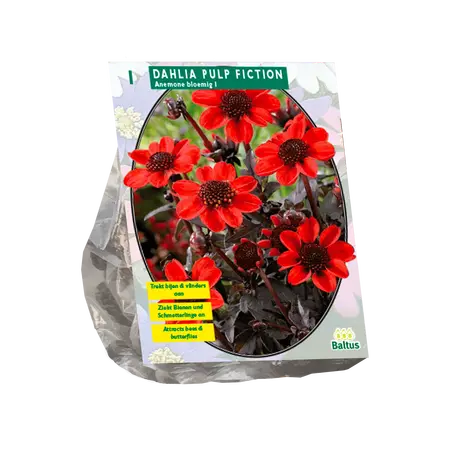 Dahlia Pulp Fiction