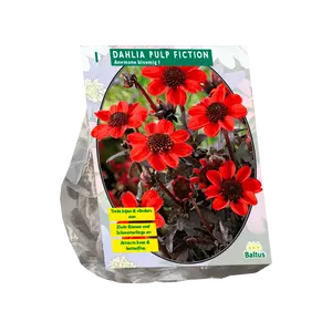 Dahlia Pulp Fiction