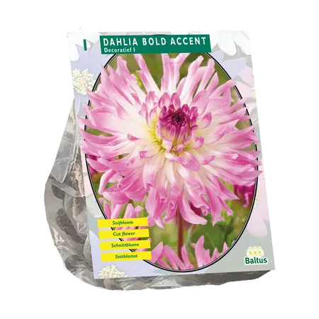 Dahlia Semi Cactus Bold Accent