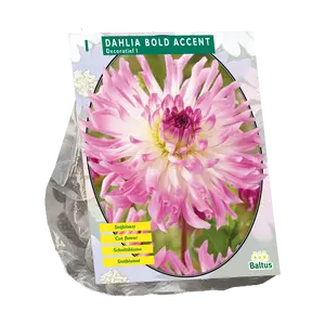 Dahlia Semi Cactus Bold Accent
