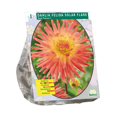 Dahlia Semi-Cactus Felida Solar Flare