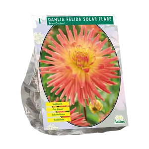 Dahlia Semi-Cactus Felida Solar Flare