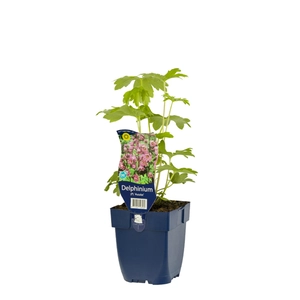 Delphinium (P) 'Astolat'