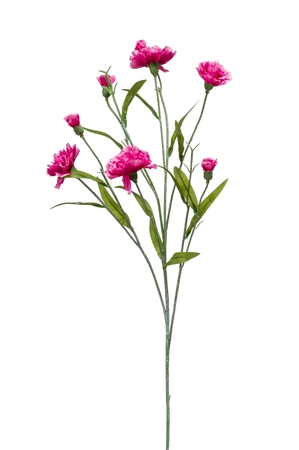 Dianthus mini spray 70cm beauty