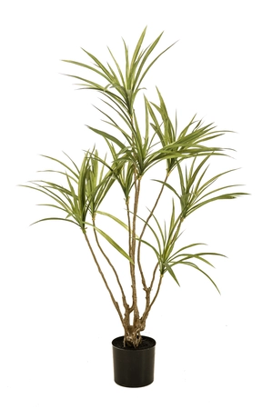 Dracaena multi trunk 120cm