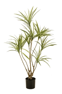 Dracaena multi trunk 120cm