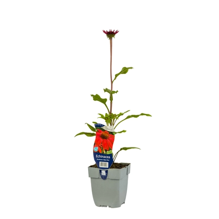 Echinacea Sombrero Salsa Red