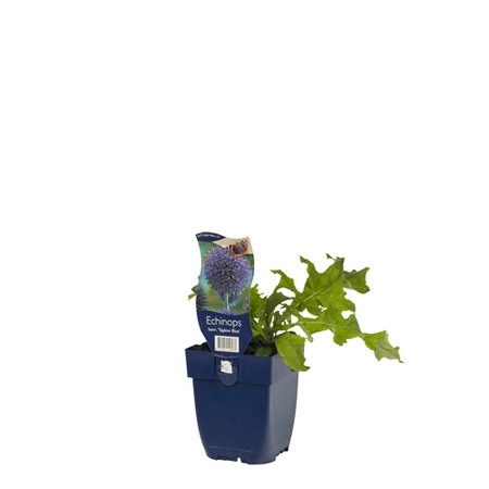 Echinops bann. 'Taplow Blue'