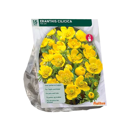 Eranthis Cilicica per 15