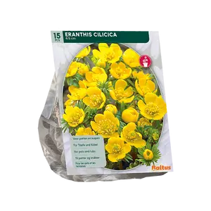 Eranthis Cilicica per 15