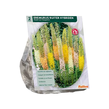 Eremurus Ruiter Hybriden Mix per 2