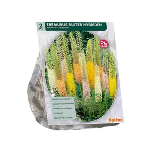 Eremurus Ruiter Hybriden Mix per 2