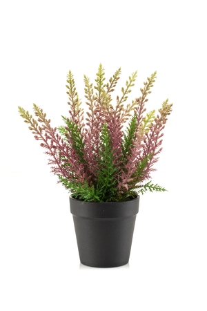 Erica bush UV purple 29cm in black pot