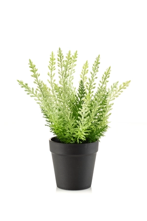 Erica bush UV white 29cm in black pot