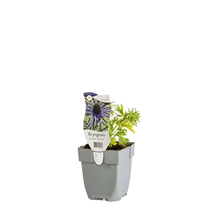 Eryngium bourgatii 'Pen Blue'