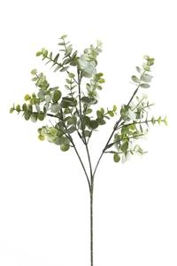 Eucalyptus 65cm