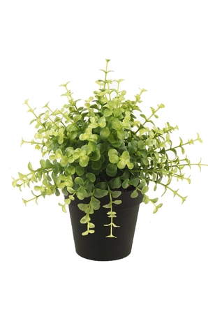 Eucalyptus bush lt green 20cm in bl