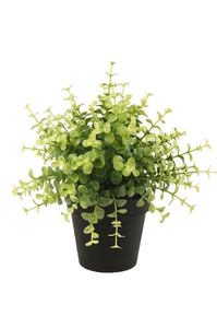 Eucalyptus bush lt green 20cm in bl