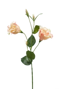 Eustoma spray 60cm