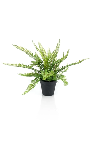 Fern bush 35cm in black plastic