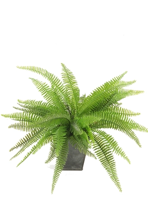 Fern Bush in zinc pot 10cm