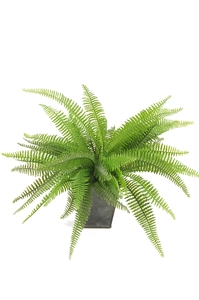 Fern Bush in zinc pot 10cm