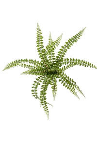 Fern pellaea bush green 50cm
